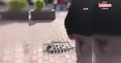 Eskişehir’de farelerin bastığı caddede esnaf tepkili | Video