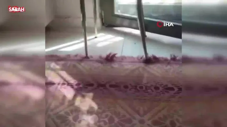 Mutfağa giren yılanı gören kedi böyle sıçradı | Video