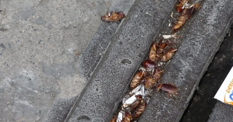 Kakalak böceği nedir, nasıl yok edilir? Kakalak Böceği hastalık bulaştırır mı? Trabzon’u kakalak böcekleri bastı!
