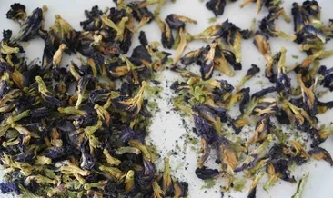 Doğal renk kaynağı bulundu: Mavi kelebek çiçeğinin bilinmeyen yönü ortaya çıktı...