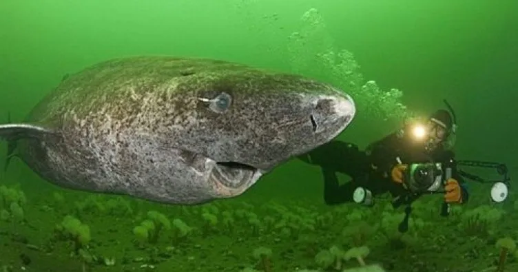 Dile kolay 512 yaşında