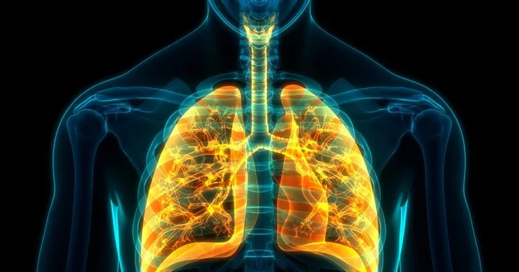 Akciğer Nerede? Akciğerler Vücudun Neresinde Yer Alır, Görevleri Neler ve Görevini Yapmazsa Ne Olur?