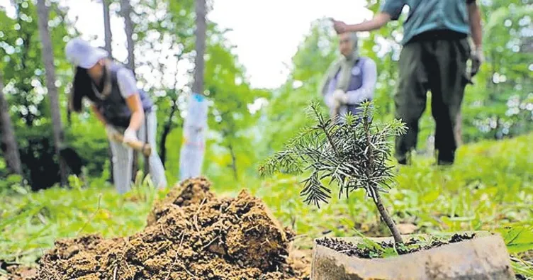 Milyonlarca fidan toprakla buluşuyor