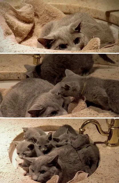KEDİLERİN HER YERE SIĞABİLECEĞİNİ KANITLAYAN KARELER...