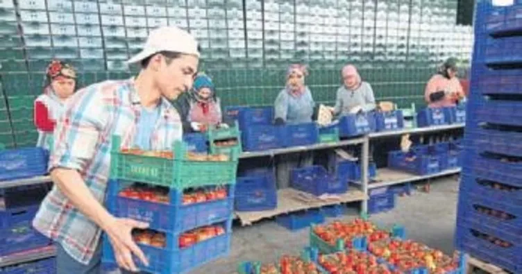 Hindistan cevizi kabuğunda domates