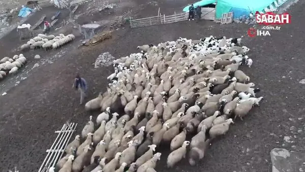 Koyun ve kuzuların buluştuğu anlar izleyenleri içini ısıtıyor