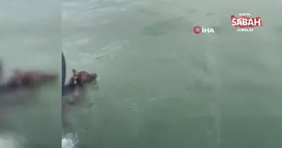 Denizde boğulmak üzere olan ayıyı balıkçılar kurtardı | Video