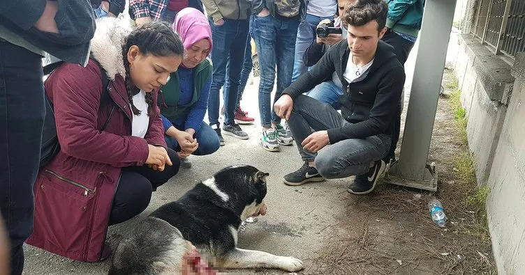 Otomobille çarparak, yaraladığı köpeğin başından ayrılmadı