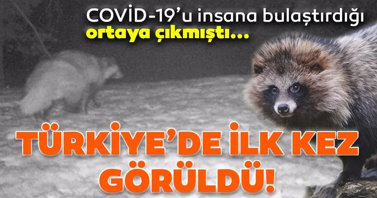Son dakika: Coronavirüsü insanlara bulaştıran hayvanlardandı! Türkiye’de ilk kez görüntülendi!