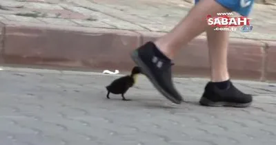 Bursa’nın Karacabey ilçesinde bir gencin minik ördekle dostluğu görenleri şaşırtıyor