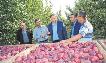 Elma üreticisi memnun