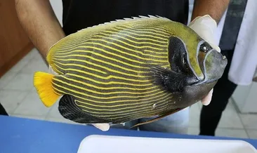 Onun adı Fenerbahçe