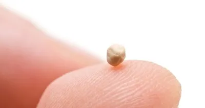 Tam bir metabolizma canavarı! İşte metabolizmayı canlandırarak vücutta yağ bırakmayan gıdalar