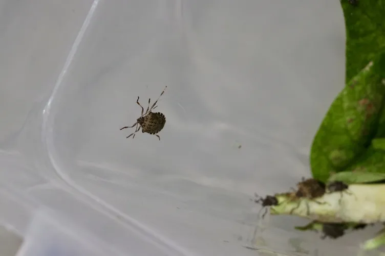 Kokarca böceği tarıma bela oldu: Karadeniz’de fındığı bitirdi!