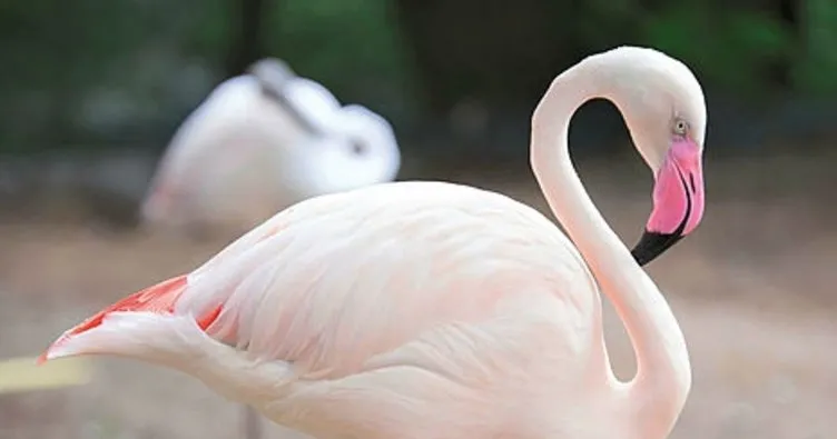 Yavru flamingolar halkalandı