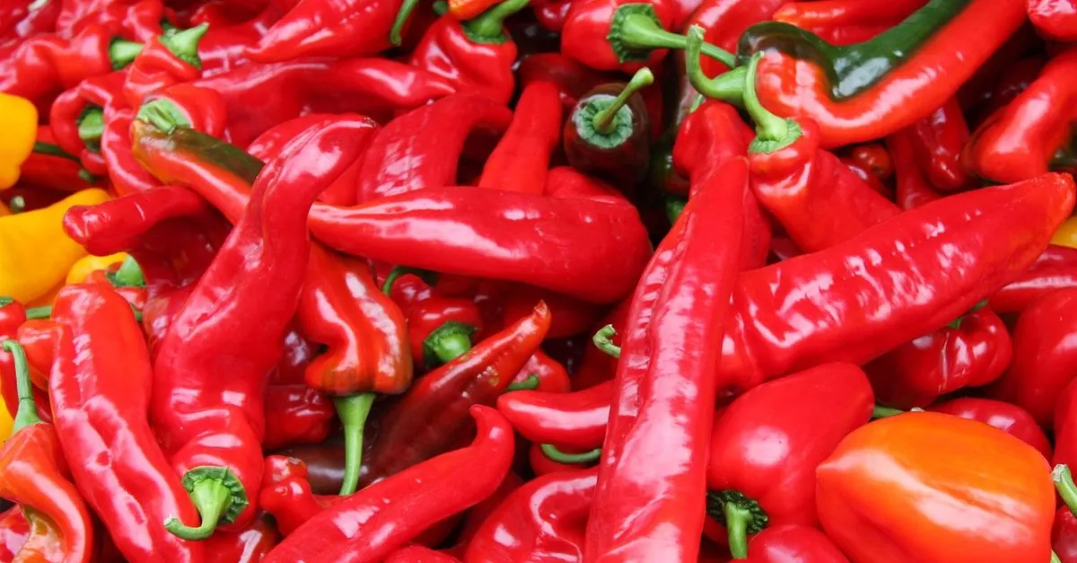 rekoltesi artan kirmizi biber