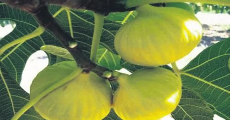 İncirin sağlığa dört faydası