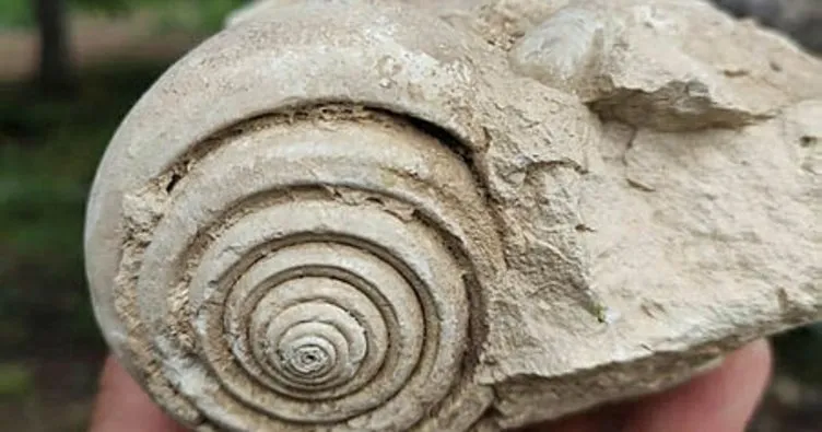 Bisiklet sürücüsü 60 milyon yıllık salyangoz fosili buldu