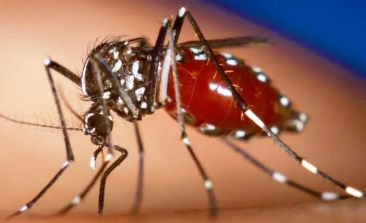 5 soruda dünyayı korkutan Zika virüsü