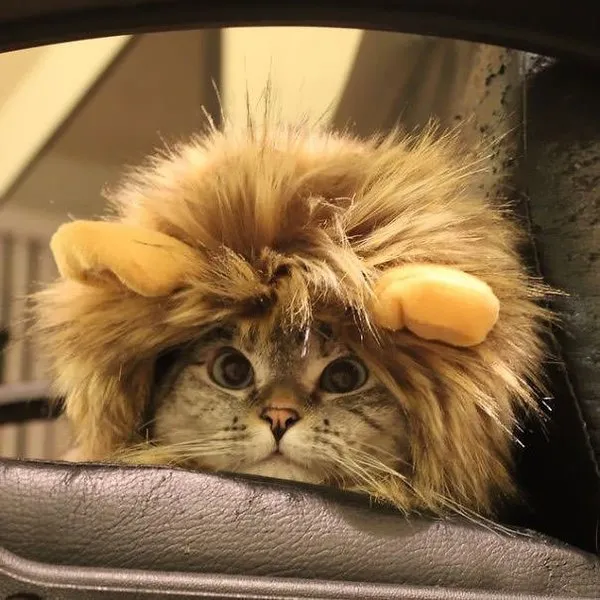 İnstagram'ın fenomen kedisi Nala