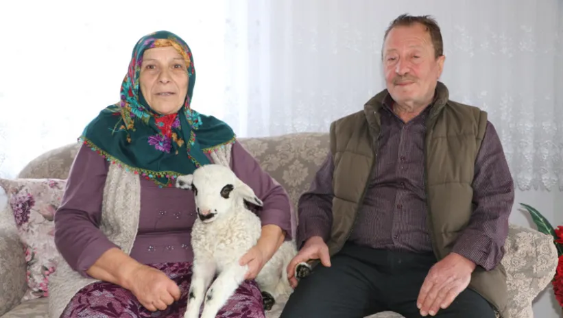 1 haftalık kuzu artık çocukları