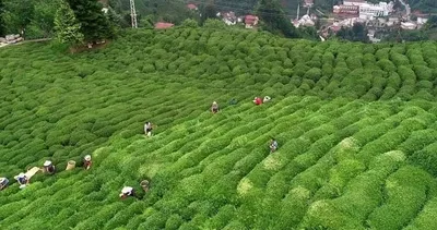 Yaş çay kaç liradan alınacak?  Cumhurbaşkanı Erdoğan 2023 yaş çay alım fiyatını açıkladı