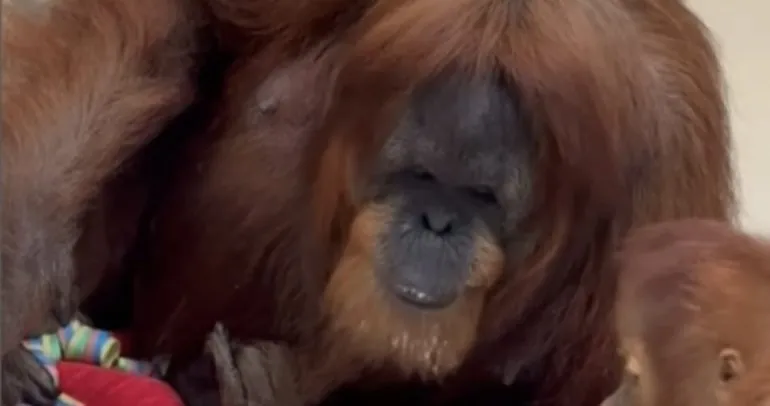 Dünyanın en yaşlı orangutanı doğum gününü kutladı!