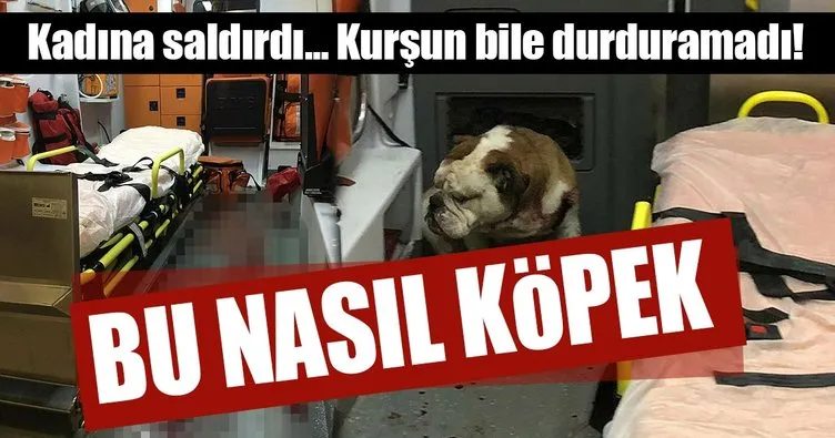 İzmir’deki saldırgan köpeği polisin kurşunu bile durduramadı