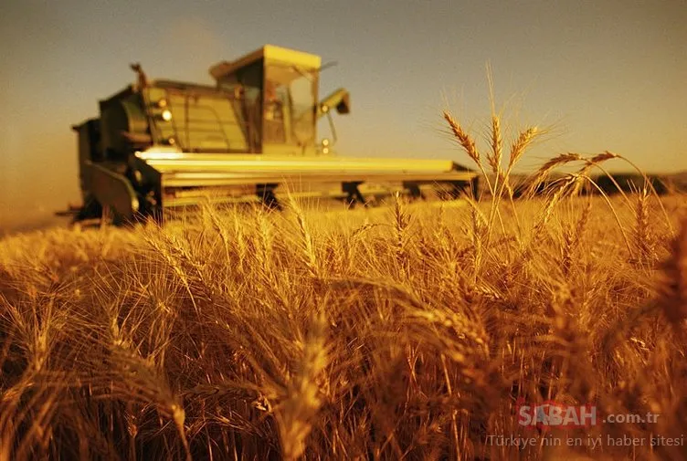 Buğday üretiminde düşüş sürüyor! Dünyanın 26 günlük buğdayı kaldı