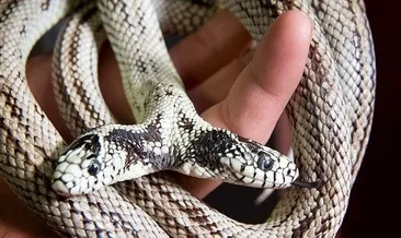 İşte çift başlı Tom ve Jerry