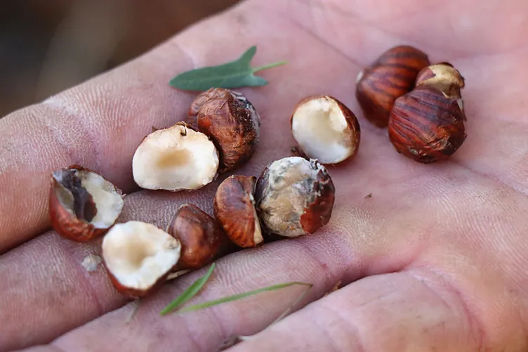 Kokarca böceği tarıma bela oldu: Karadeniz’de fındığı bitirdi!