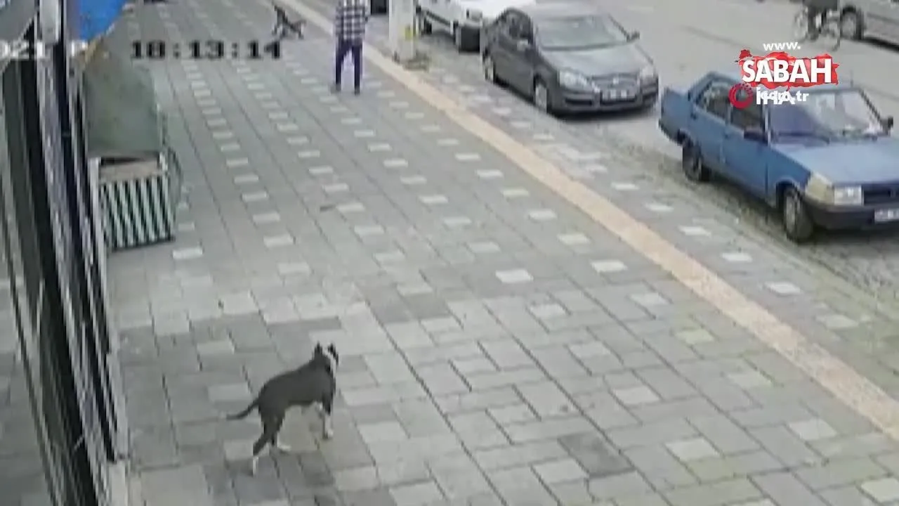 pitbull vahseti polislere saldiran