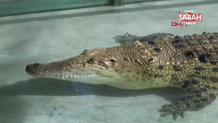 İşte Türkiye'nin en büyük timsahı