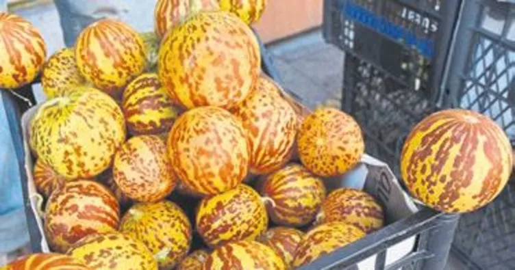 ‘Kokulu kavun’ tezgaha çıktı