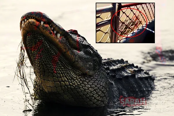 DEV TİMSAH nehirde yüzen adamı ikiye böldü! Dehşet anları kameralara anbean yansıdı