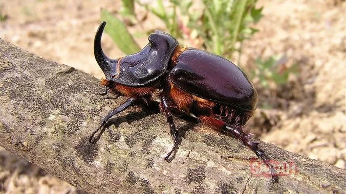 Bilecik’te dünyanın en güçlü böceği olarak bilinen Gergedan böceği görüldü