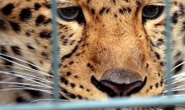 Son dakika haberi: Hindistan’da leopar dehşet saçtı…