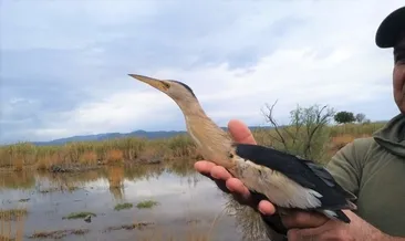 Küçük balaban kuşadası’nda fırtınaya yakalandı