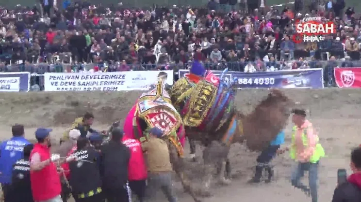Develeri rakiplerinden ayırmaya çalışan görevliler zor anlar yaşadı