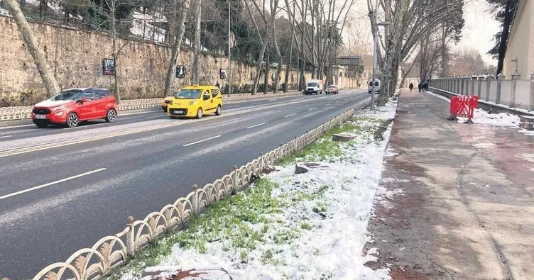 İstanbul’un simgesi çınar ağaçları ihmale kurban gitti: Göz göre göre katlettiler