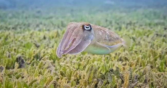 Mürekkep Balığı Doğal Işık Kaynağı Mıdır? Mürekkep Balığı Işık Yayar Mı?
