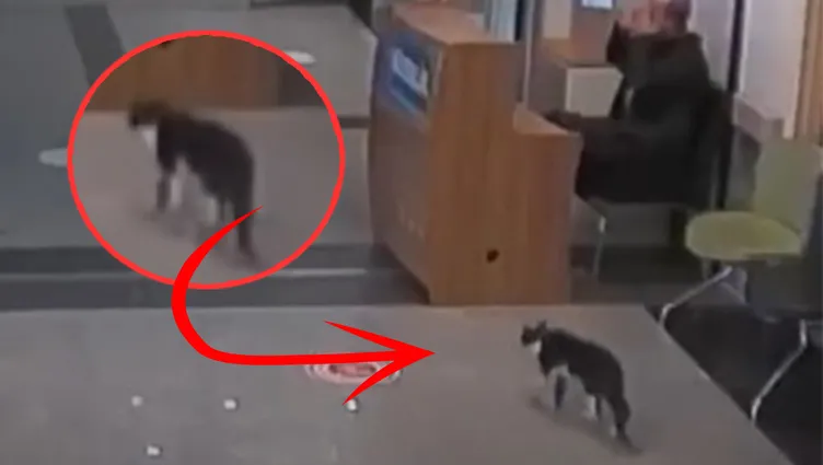 Sosyal medya bu görüntüyü konuşuyor: Ayağı kırılan kedi sekerek acil servise gitti!