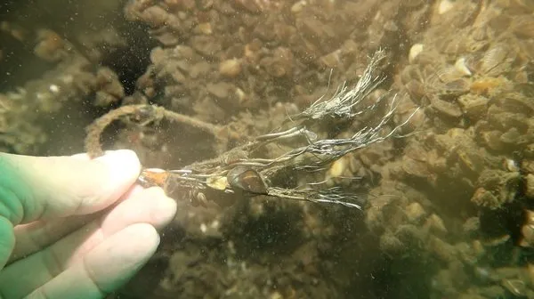 Sapanca Gölü'nde düşen uçağın enkazı