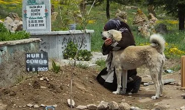Görenlerin gözlerini yaşartan köpek! Garip sahibi öldüğünden mezarından ayrılmıyor... #istanbul