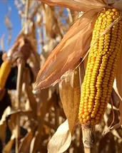 TMO’dan mısır ithalatı açıklaması