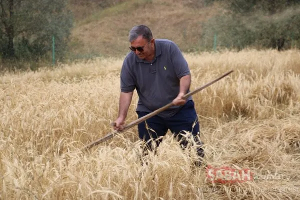 2 bin yıllık ata tohumu! O ilimizde hasat gerçekleşti...