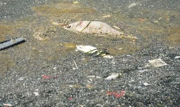 Güzel İzmir’i oksijensiz bıraktılar