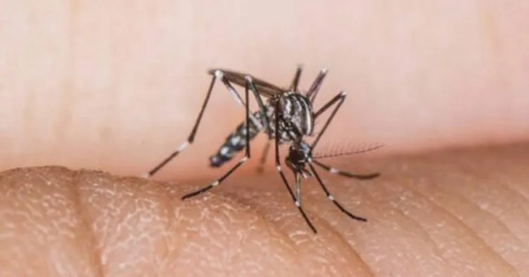 DSÖ hastalıklarla mücadele için sivrisinekleri kısırlaştıracak