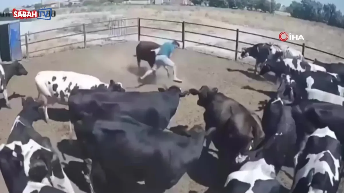 Besi alanına girdi: Kızgın boğanın hedefi oldu! O anlar kamerada videosunu izle Besi alanına girdi: Kızgın boğanın hedefi oldu! O anlar kamerada videosunu izle