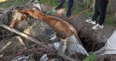 Ağrı'da itfaiye, yangın merdiveniyle ineği kurtardı #agri
